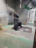 日本モンキーパークに投稿された画像（2022/5/5）