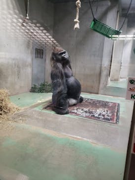 日本モンキーパークに投稿された画像（2022/5/5）