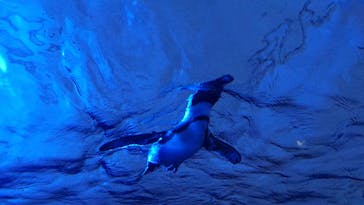 サンシャイン水族館に投稿された画像（2022/5/5）