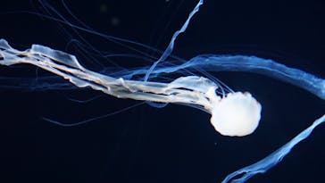 サンシャイン水族館に投稿された画像（2022/5/5）