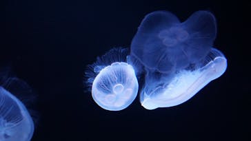 サンシャイン水族館に投稿された画像（2022/5/5）