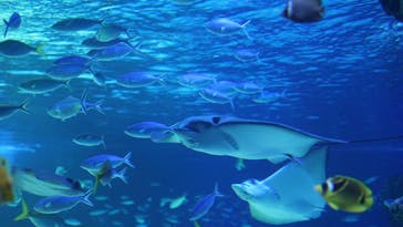 サンシャイン水族館に投稿された画像（2022/5/5）