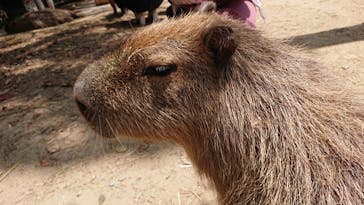 長崎バイオパークに投稿された画像（2022/5/5）