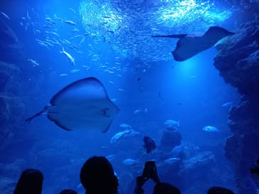 京都水族館に投稿された画像（2022/5/5）