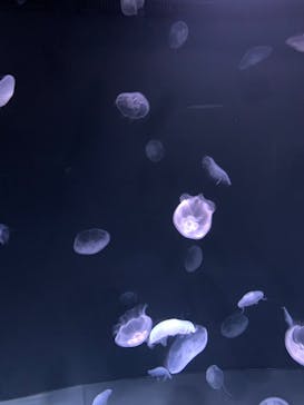 サンシャイン水族館に投稿された画像（2022/5/5）