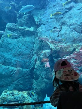 大分マリーンパレス水族館 「うみたまご」に投稿された画像（2022/5/5）