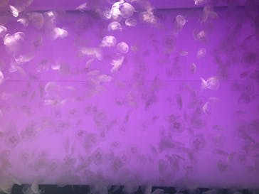 アクアワールド茨城県大洗水族館に投稿された画像（2022/5/5）