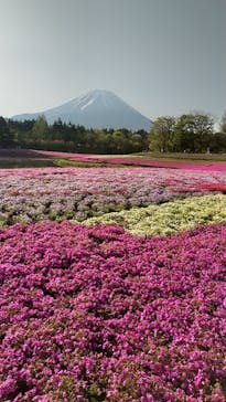 富士芝桜まつり(富士本栖湖リゾート)に投稿された画像（2022/5/5）