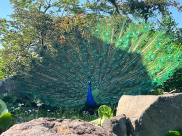 伊豆シャボテン動物公園に投稿された画像（2022/5/5）