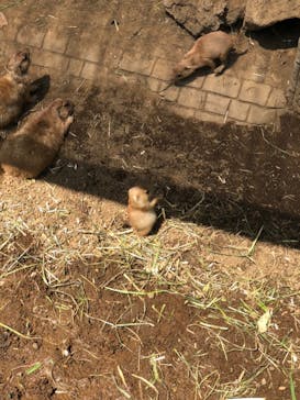 伊豆シャボテン動物公園に投稿された画像（2022/5/5）