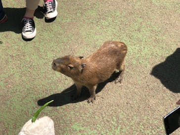 伊豆シャボテン動物公園に投稿された画像（2022/5/5）