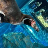 島根県立 しまね海洋館に投稿された画像（2022/5/6）