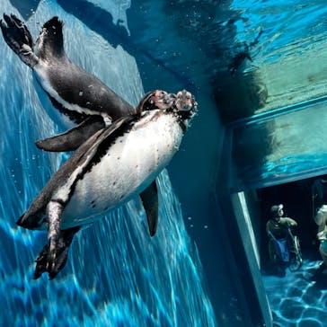 島根県立 しまね海洋館に投稿された画像（2022/5/5）