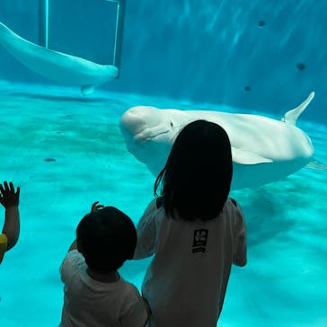 島根県立 しまね海洋館に投稿された画像（2022/5/5）