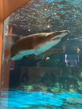 しながわ水族館に投稿された画像（2022/5/5）