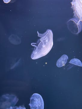サンシャイン水族館に投稿された画像（2022/5/5）