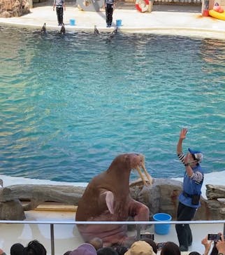 城崎マリンワールドに投稿された画像（2022/5/5）