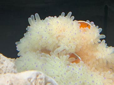 横浜開運水族館 フォーチュンアクアリウムに投稿された画像（2022/5/5）