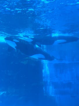 名古屋港水族館に投稿された画像（2022/5/5）