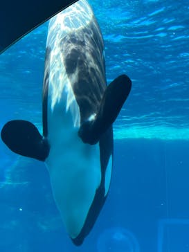 名古屋港水族館に投稿された画像（2022/5/5）