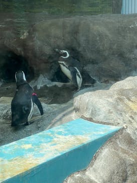 しながわ水族館に投稿された画像（2022/5/5）