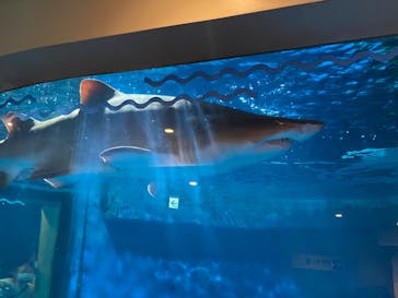 しながわ水族館に投稿された画像（2022/5/5）