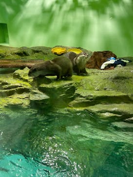 しながわ水族館に投稿された画像（2022/5/5）