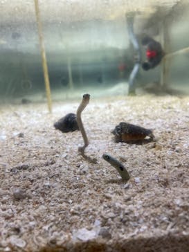 ゼロ距離水族館 伊勢シーパラダイスに投稿された画像（2022/5/6）