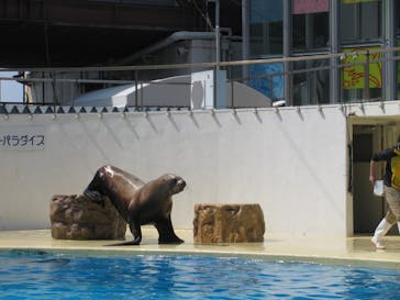 伊豆・三津シーパラダイスに投稿された画像（2022/5/6）