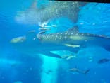 沖縄美ら海水族館に投稿された画像（2022/5/6）