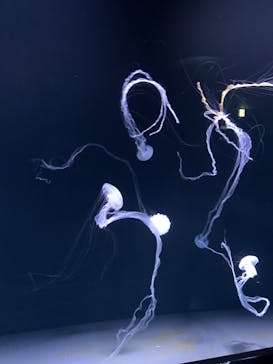 サンシャイン水族館に投稿された画像（2022/5/6）