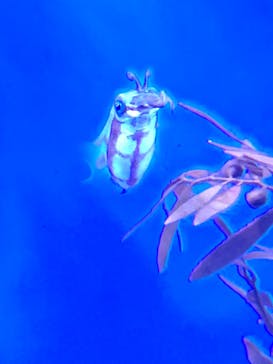 サンシャイン水族館に投稿された画像（2022/5/6）