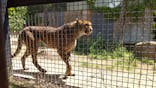 群馬サファリパークに投稿された画像（2022/5/6）