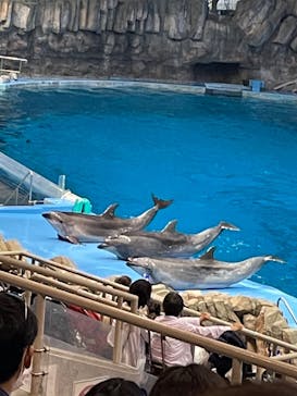 名古屋港水族館に投稿された画像（2022/5/6）