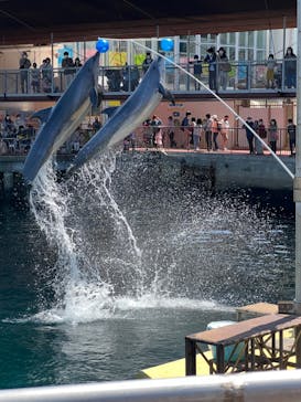 伊豆・三津シーパラダイスに投稿された画像（2022/5/6）