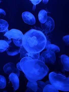 伊豆・三津シーパラダイスに投稿された画像（2022/5/6）