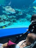 沖縄美ら海水族館に投稿された画像（2022/5/6）