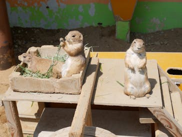 淡路ファームパーク イングランドの丘に投稿された画像（2022/5/6）