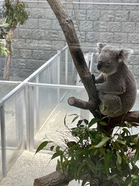 淡路ファームパーク イングランドの丘に投稿された画像（2022/5/6）