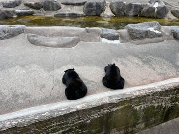 奥飛騨クマ牧場に投稿された画像（2022/5/6）
