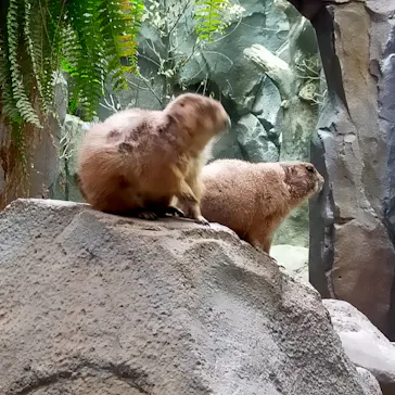 神戸どうぶつ王国に投稿された画像（2022/5/6）