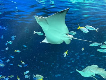サンシャイン水族館に投稿された画像（2022/5/6）
