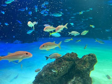 サンシャイン水族館に投稿された画像（2022/5/6）