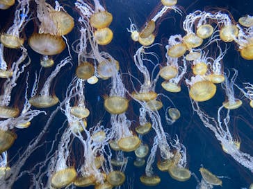 新江ノ島水族館に投稿された画像（2022/5/6）