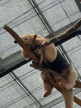 神戸どうぶつ王国に投稿された画像（2022/5/6）