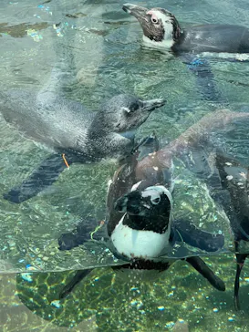 神戸どうぶつ王国に投稿された画像（2022/5/6）