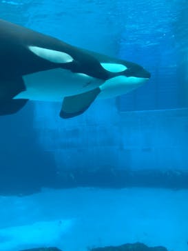 名古屋港水族館に投稿された画像（2022/5/6）