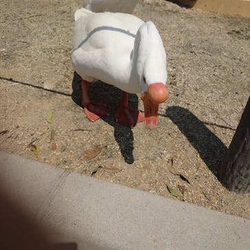 東武動物公園に投稿された画像（2022/5/6）