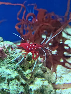 名古屋港水族館に投稿された画像（2022/5/6）