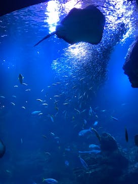 京都水族館に投稿された画像（2022/5/6）
